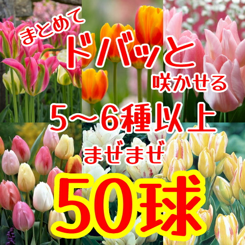 楽天市場】チューリップ三昧50球！おまかせチューリップ5種以上まぜ