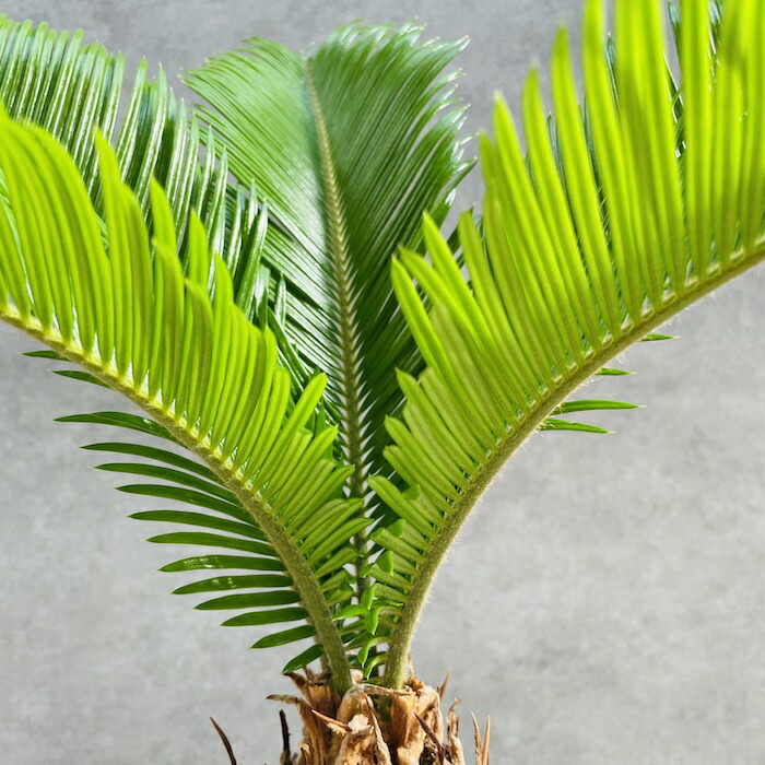 楽天市場】観葉植物 ソテツ 蘇鉄 8号鉢苗 大型種類 大きい 鉢植え 和風