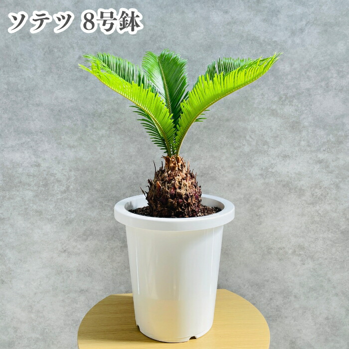 楽天市場】観葉植物 ソテツ 蘇鉄 8号鉢苗 大型種類 大きい 鉢植え 和風