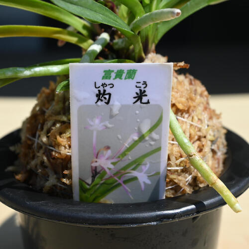 楽天市場】2025年NEW 現品 富貴蘭 灼光 鉢植え 風蘭 プラ鉢入り : 園芸