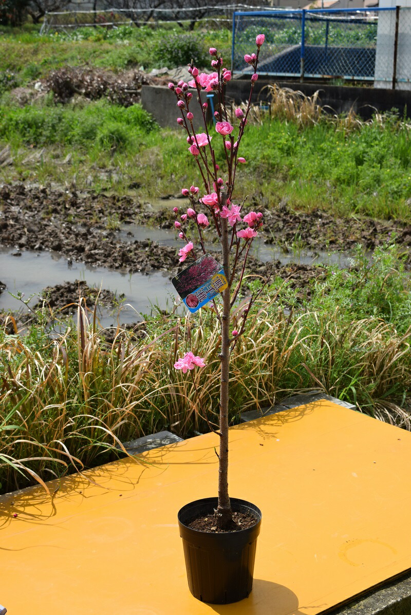 楽天市場】照手花桃苗2026年4月開花苗ハナ桃【照手桃(ハナモモ)】プラ