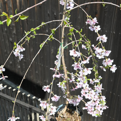 楽天市場】2026年4月に開花のさくら富士枝垂れ桜富士しだれ桜苗