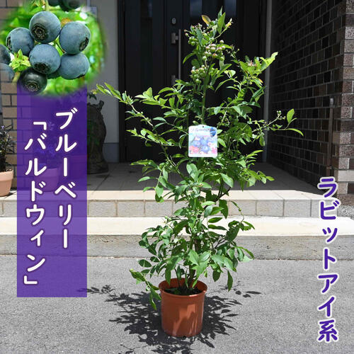 imgrc0096162176.jpg