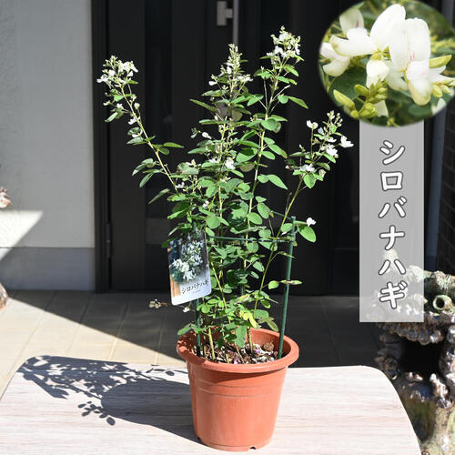 楽天市場】シロバナハギ苗 萩白花 はぎシラハギ 秋の七草萩の花 10月
