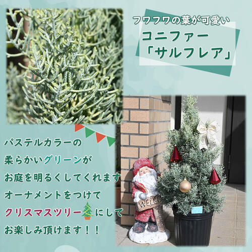 楽天市場】2024年NEW コニファー サルフレア 苗木 クリスマスの木