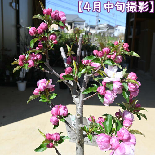 楽天市場】しっかりとした接ぎ木苗3年物2026年4月中旬開花中 大花八重