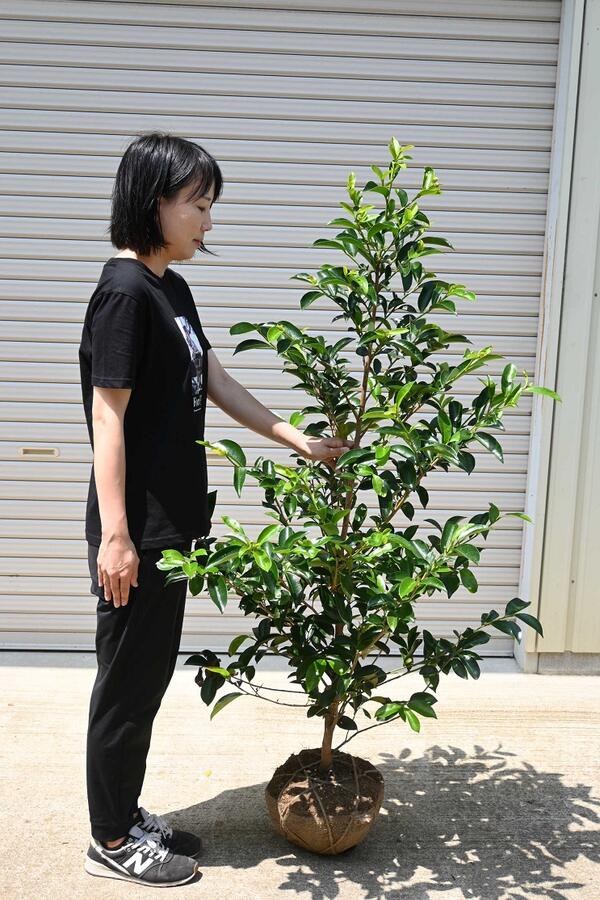 楽天市場】2026年神聖な神棚のサカキに大きい榊の木2026年榊大苗