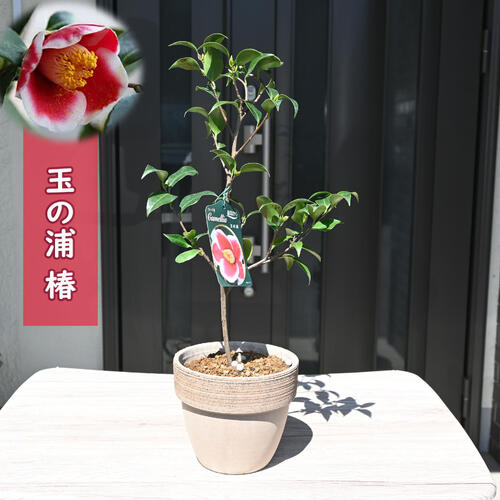 楽天市場】玉の浦椿 鉢植え 花鉢 玉之浦 ツバキ 椿 挿し木 : 園芸