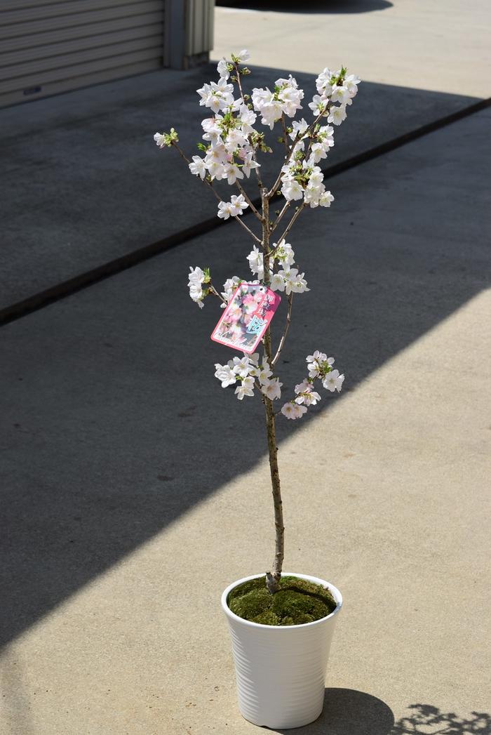楽天市場】2026年プレゼントに笑顔の花が咲くさくら鉢植え2026年5月頃