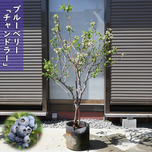 楽天市場】【チャンドラー】接木苗ノーザンハイブッシュ系