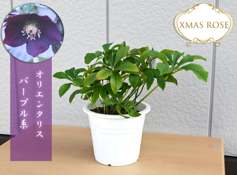 楽天市場】クリスマスローズ プラ鉢入り オリエンタリス パープル系