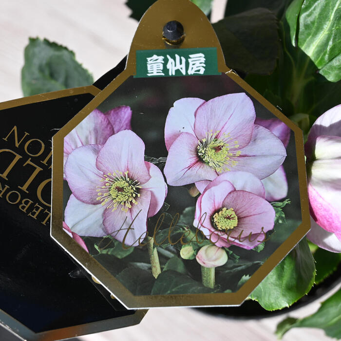 楽天市場】1月より発送。2026年クリスマスローズ開花花苗 クリスマス