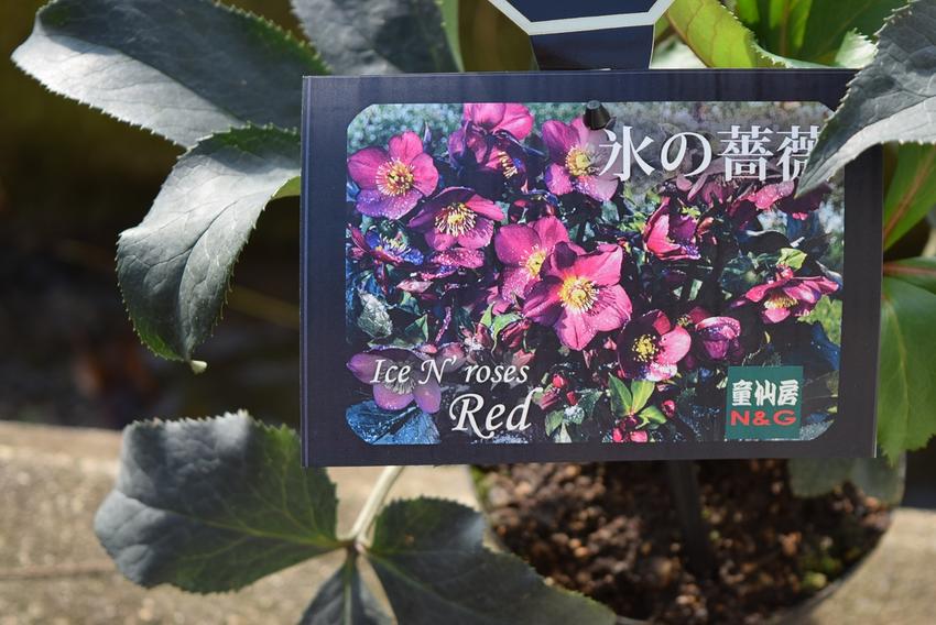 楽天市場】クリスマスローズ開花株2026年1月から2月頃開花レッド