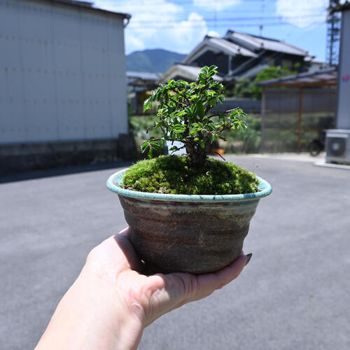楽天市場】2024年NEW ニレケヤキ 盆栽 楡欅 アキニレ : 園芸百貨店