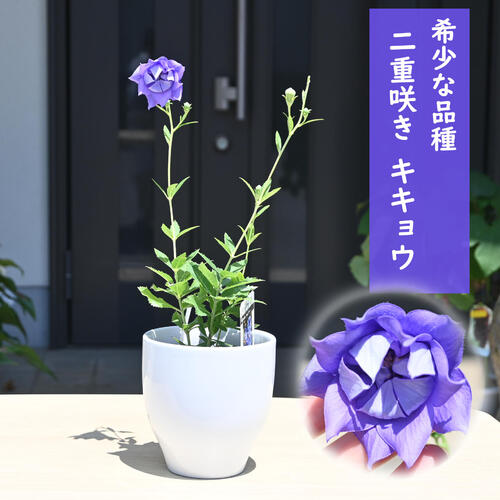 楽天市場】2024年NEW 二重咲キキョウ 陶器鉢入り 山野草 桔梗 八重咲き