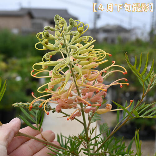楽天市場】グレビレア ピーチアンドクリーム 苗木 樹高鉢底から約60