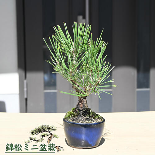 楽天市場】（株）一樹園 夢錦松5本セット 小品盆栽／樹齢6年 : 一樹園