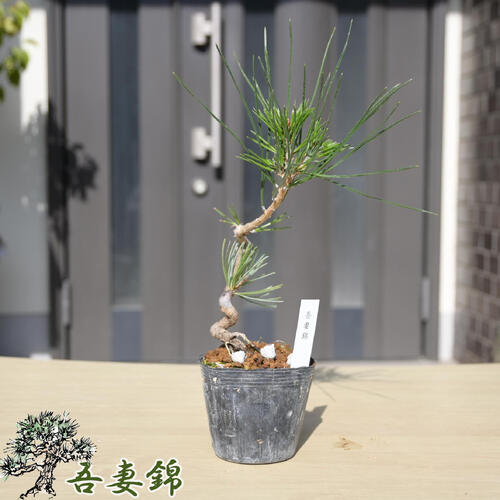 楽天市場】五葉松 九重の通販