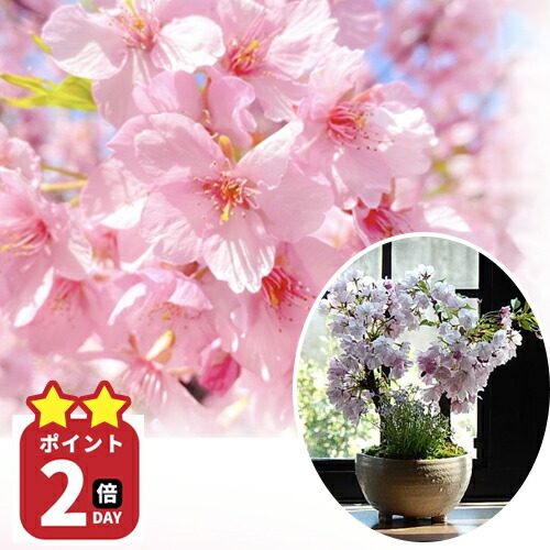 楽天市場】5月にサクラのお花見ができる母の日おすすめ鉢花お買い物