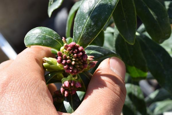 楽天市場】【2026年3月～4月 開花】沈丁花紅花 赤花ジンチョウゲ高さ50
