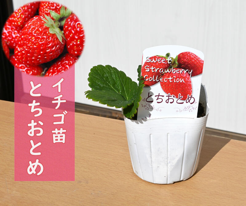 苗 とちおとめ イチゴ」の人気商品一覧 | 安い商品を通販サイトから