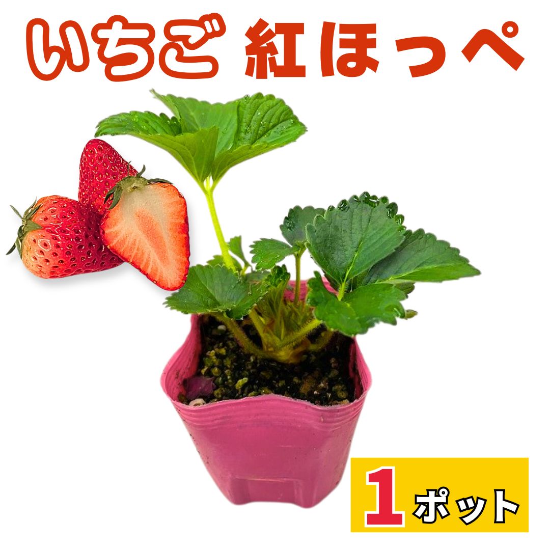 楽天市場】いちご 苗 紅ほっぺ 販売 大粒 病気に強い プランター