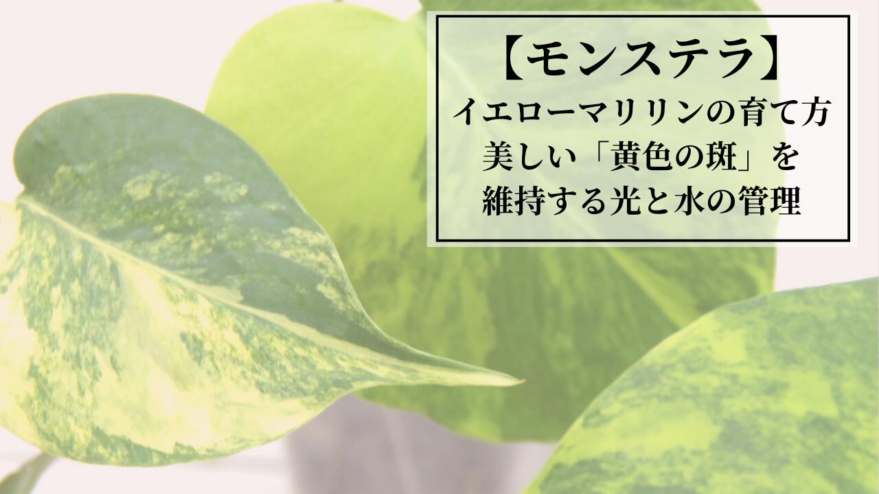 楽天市場 | 森水木のラン屋さん - モンステラ・イエローマリリンの育て