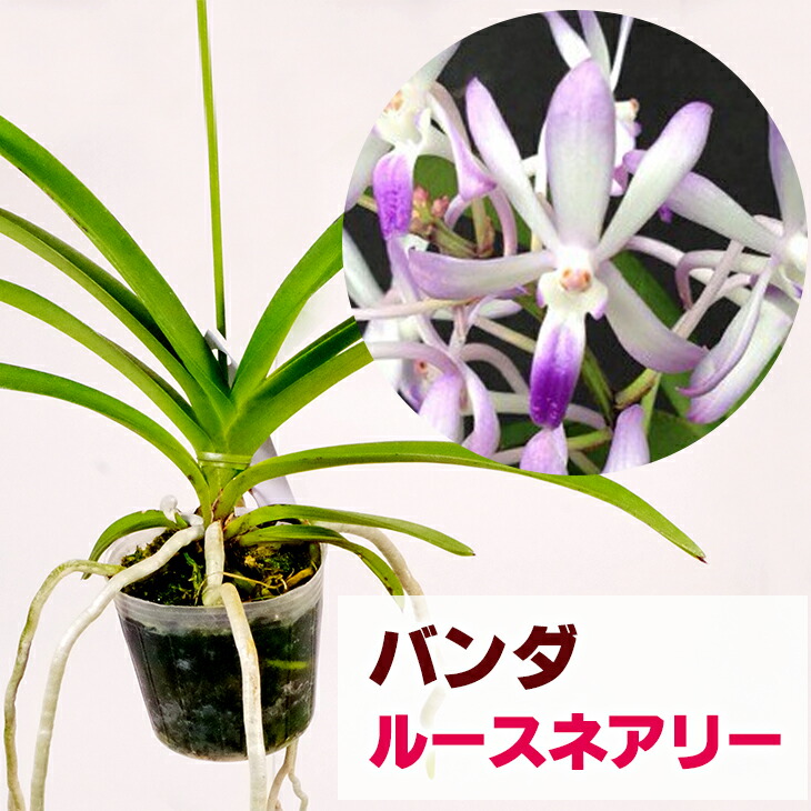 楽天市場】洋ランの苗『バンダ 「ルースネアリー」【花咲く苗セット