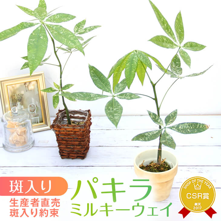 楽天市場】『「パキラ ミルキーウェイ」実生苗 斑入り 』2.5号ポット鉢