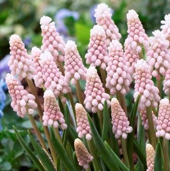 楽天市場】ムスカリ 球根 ピンクサンライズ 5球入 : 新潟県花卉球根