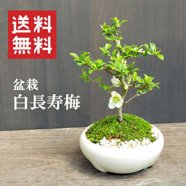 楽天市場】盆栽 長寿梅 白花 白長寿梅（しろちょうじゅばい）の盆栽 白