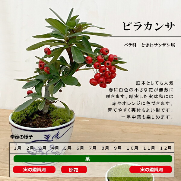 楽天市場】現在実なし 盆栽 ピラカンサの盆栽鉢 真山茜 炭化焼締鉢