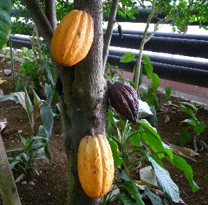 楽天市場】大株 チョコレートの木（カカオの木）《熱帯果樹苗》樹高40