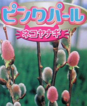 楽天市場】ネコヤナギ 5寸鉢植え ピンクパールネコヤナギ ねこやなぎ