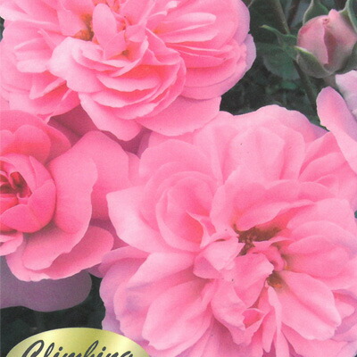 楽天市場】予約販売 バラ苗 バラ大苗 つるバラ ボニカ'82 薔薇 ばら
