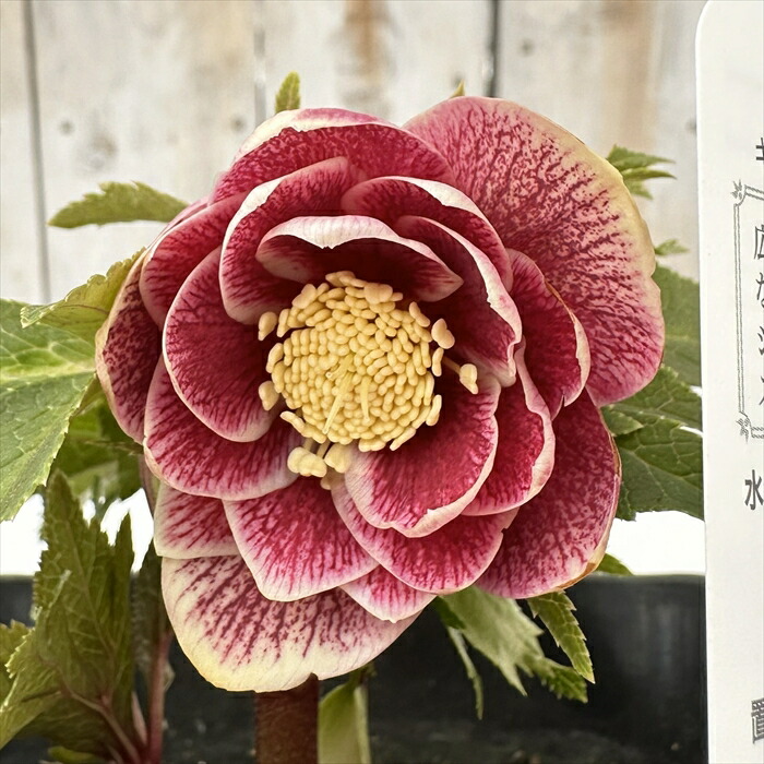 広瀬園芸　クリスマスローズ　ストロベリーオーレア　白抜け　開花株　匿名発送 広瀬園芸 クリスマスローズ ストロベリーオーレア 白抜け 開花株 匿名