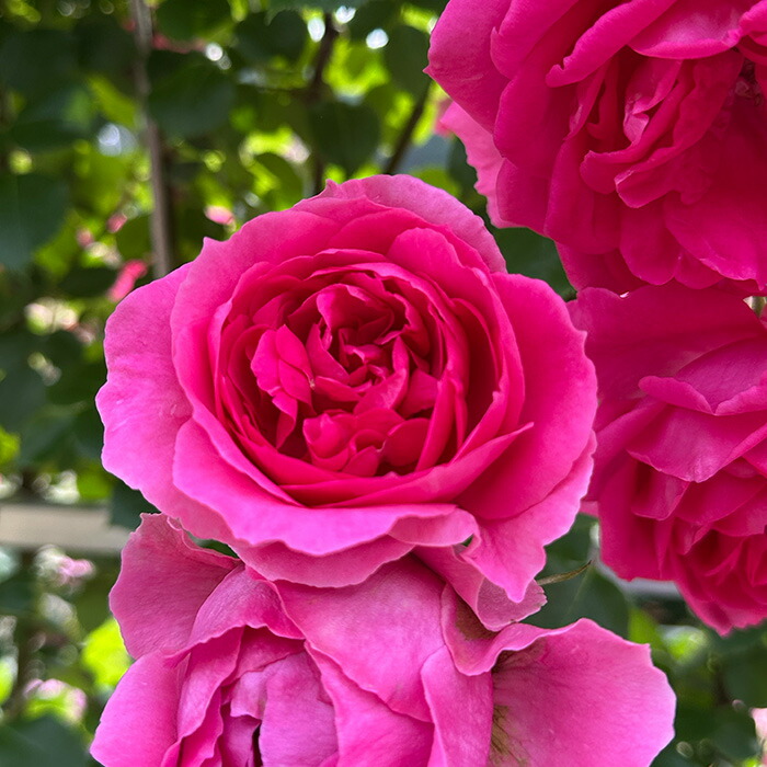楽天市場】予約販売 バラ苗 バラ大苗 つるバラ パレード 返り咲き 薔薇