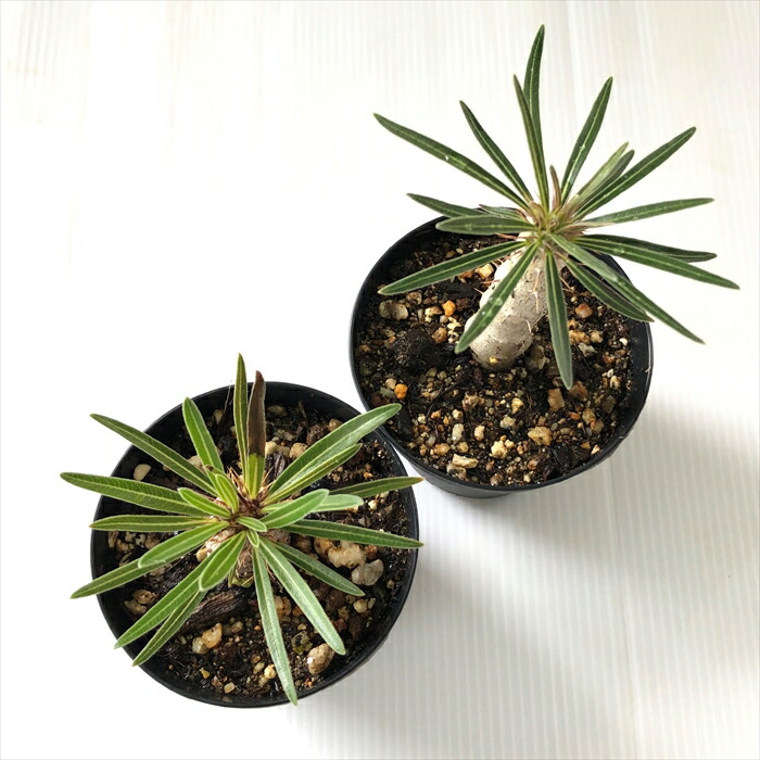 楽天市場】多肉植物 caパキポディウム グラキリス 実生 7.5cm〜9cm