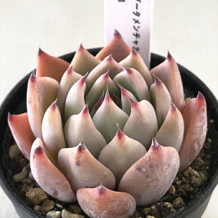 楽天市場】多肉植物 TYエケベリア クスピダータメンチャカP.P×桃太郎