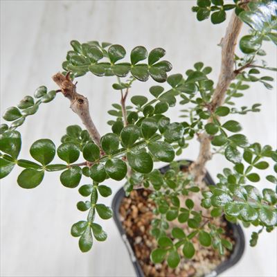 楽天市場】多肉植物 caオペルクリカリア デカリー 実生 多肉植物 送料