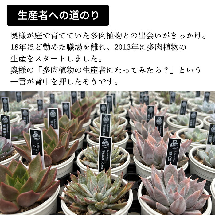 楽天市場】多肉植物 yukエケベリア 剣山×リンゼアナ 多肉植物 優木園