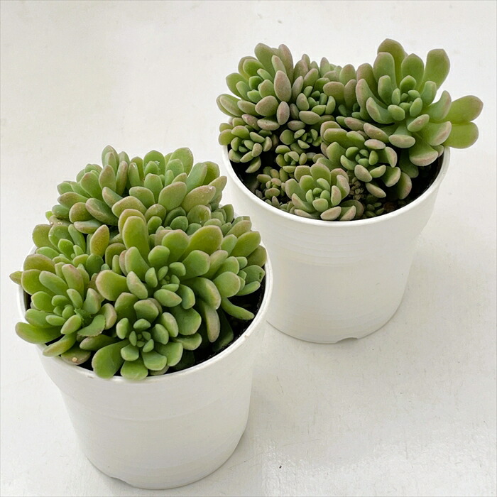 楽天市場】多肉植物 hmセダム スプリングワンダー×ロッティー 多肉植物