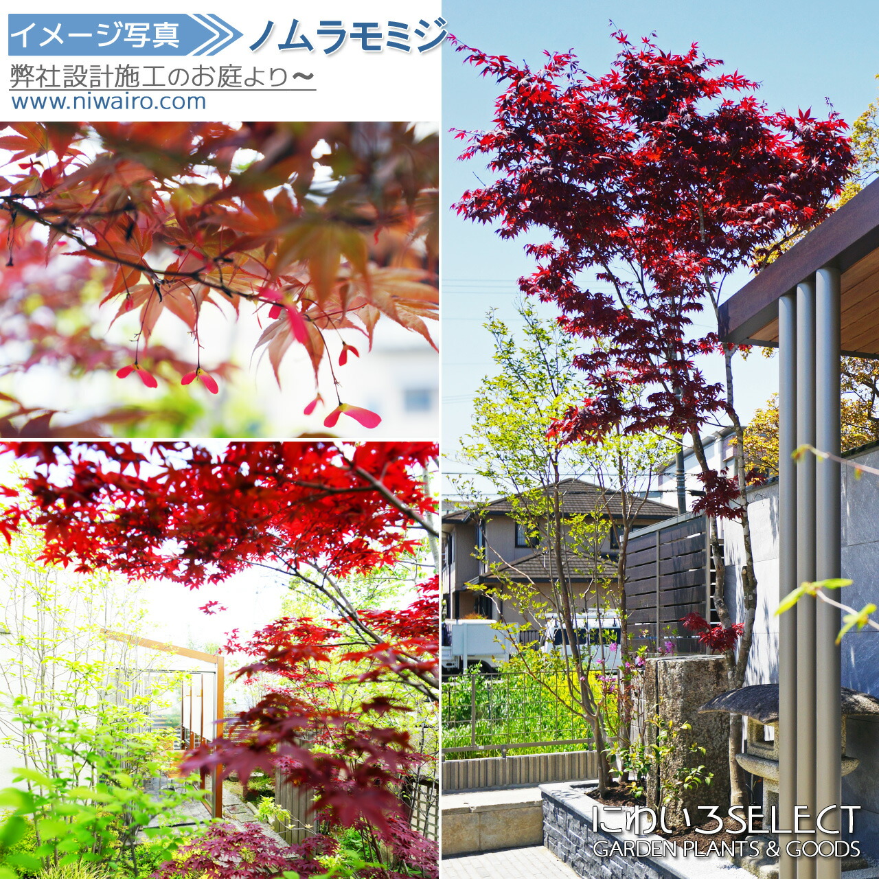 楽天市場】山採り【モミジ】ノムラモミジ 自然樹形 樹高H≒170 × 枝張W