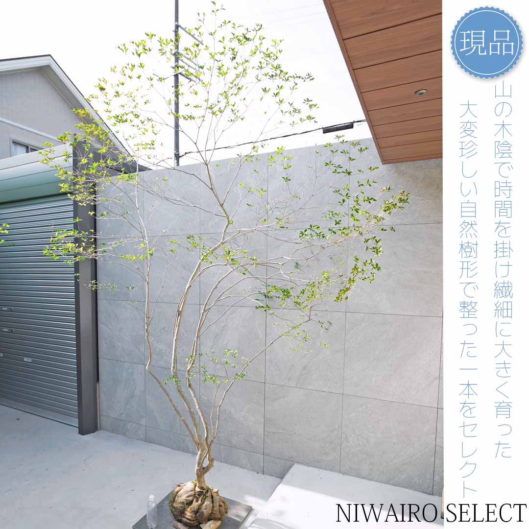 楽天市場】【現品】山採り【大型ドウダンツツジ】灯台躑躅 自然風樹形