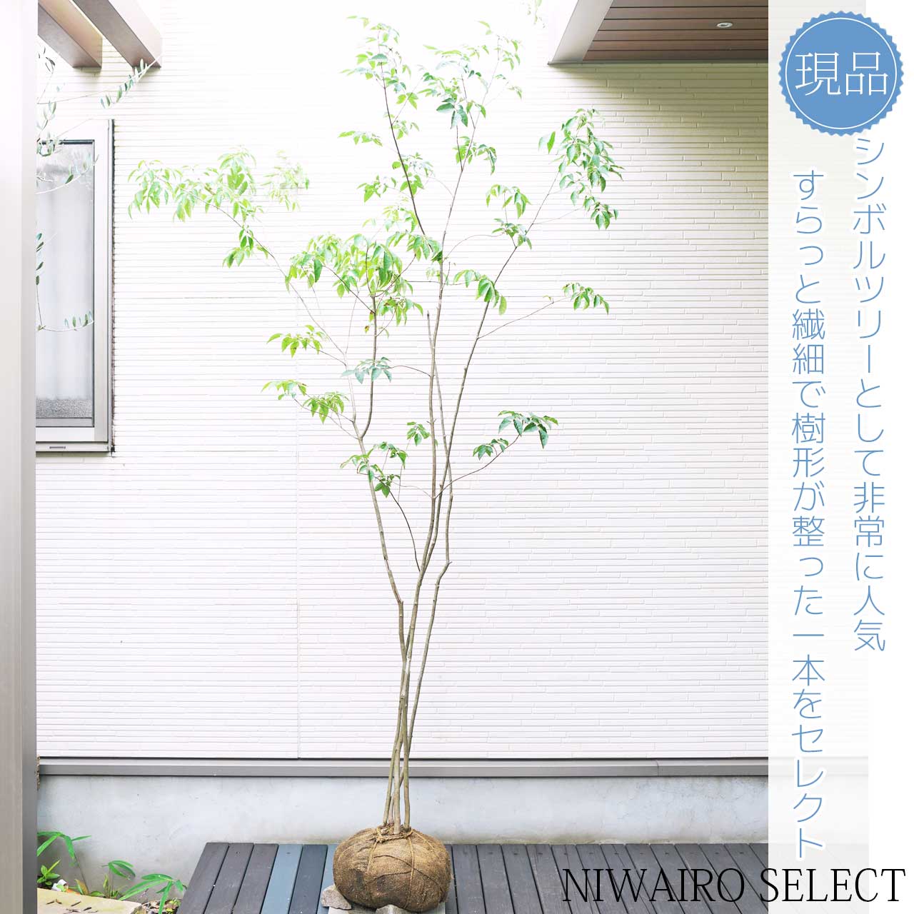 楽天市場】山採り【アオダモ】 株立ち 自然樹形 コバノトネリコ 樹高H