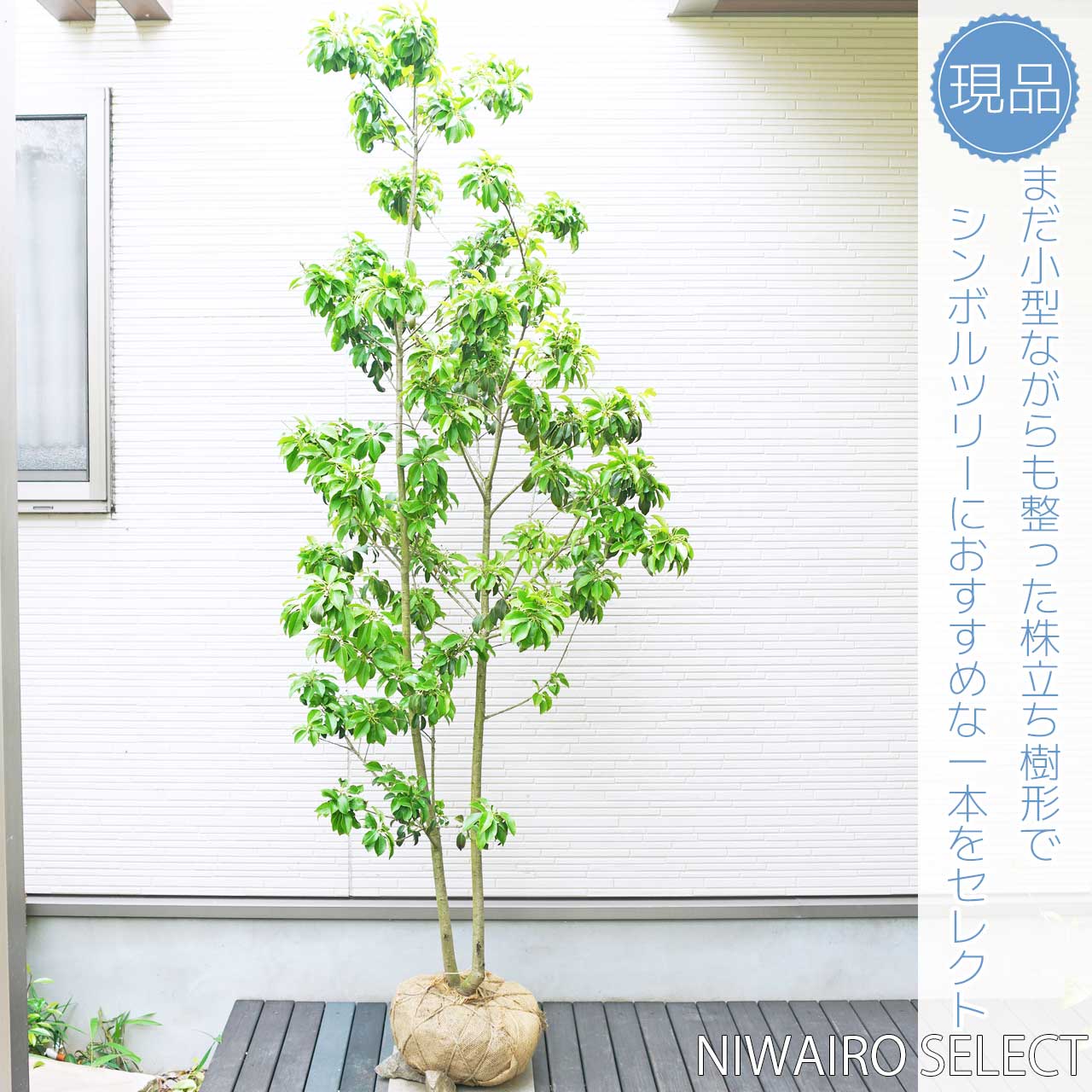 楽天市場】【ソヨゴ】 自然樹形 株立ち 樹高H≒200 × 枝張W≒90cm 高木