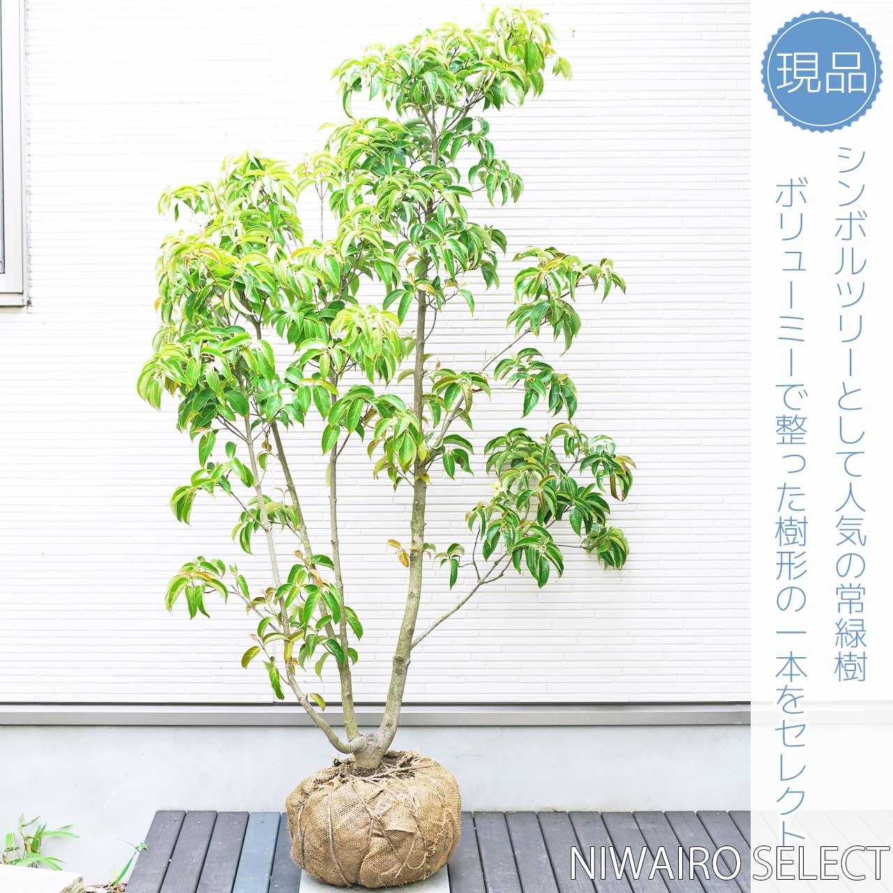楽天市場】【常緑ヤマボウシ】 ホンコンエンシス 月光 株立ち 自然樹形