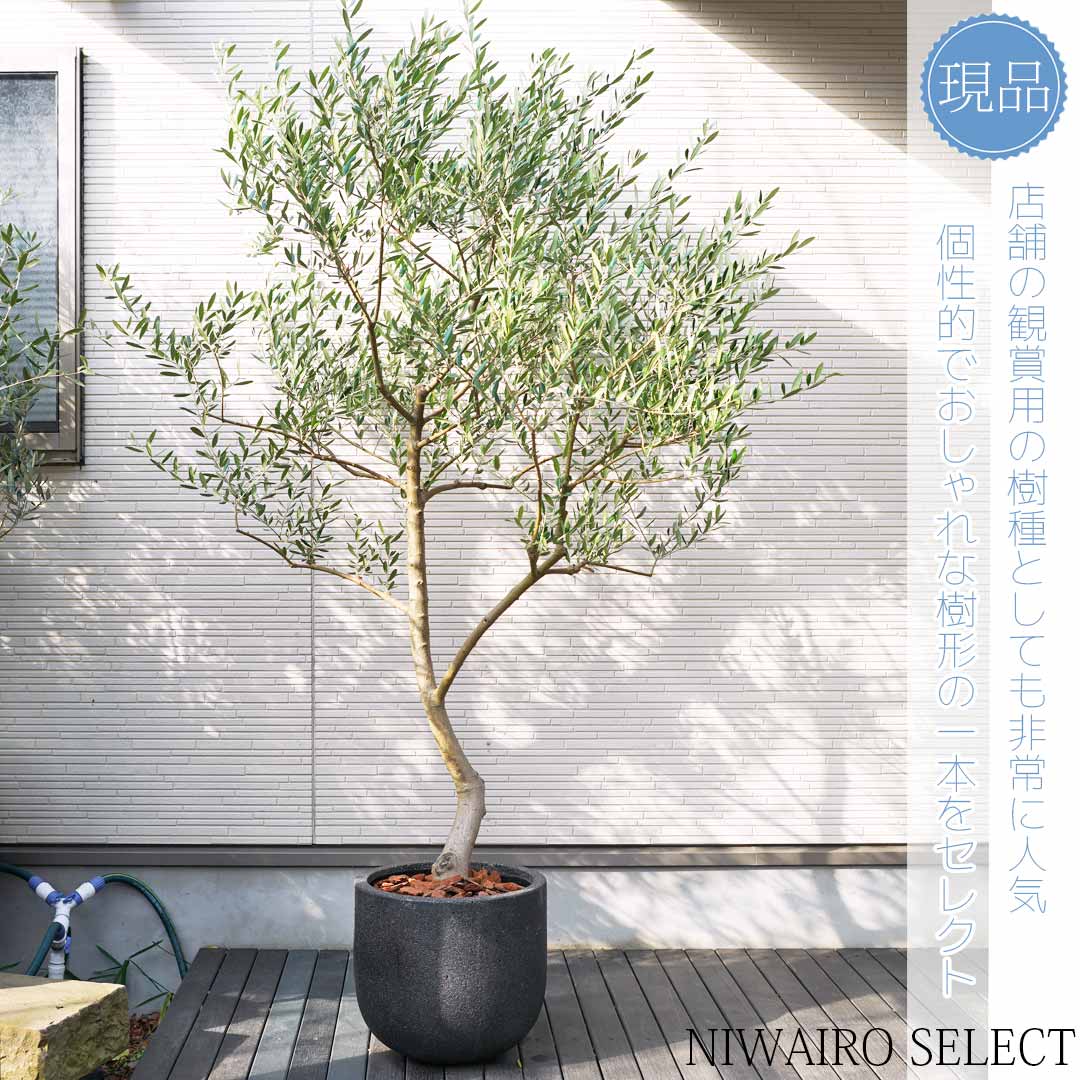 楽天市場】【現品】鉢植え【オリーブの木】ネバディロブランコ 自然風