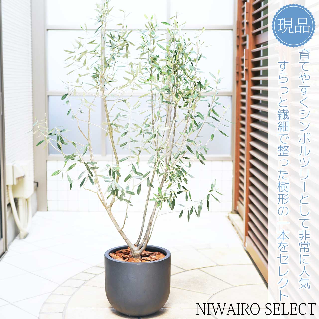 楽天市場】鉢植え【オリーブ】チプレッシーノ 自然樹形 全高H≒130