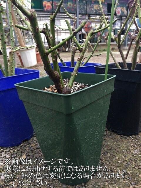 楽天市場】マイガーデン（大苗）7号鉢植え 四季咲き大輪系